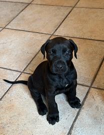 Cucciola cane corso
