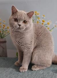 British Lilac per accoppiamento