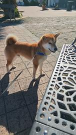 Shiba inu monta