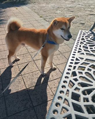 Shiba inu monta