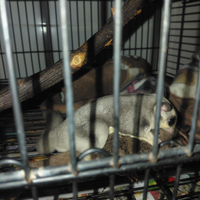 Pedauri dello zucchero