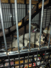 Pedauri dello zucchero