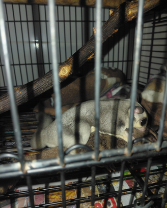 Pedauri dello zucchero