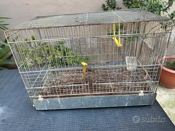 Gabbai uccelli Grande