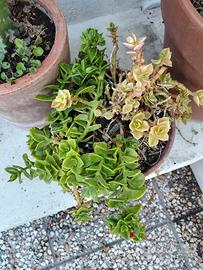 Composizione di piante grasse fiorite in vaso