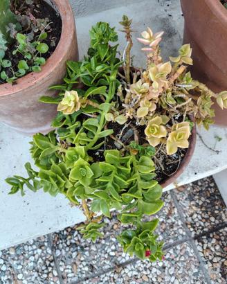 Composizione di piante grasse fiorite in vaso