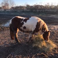 Pony pezzata da salto