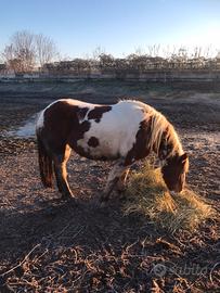Pony pezzata da salto