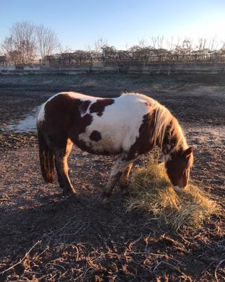 Pony pezzata da salto