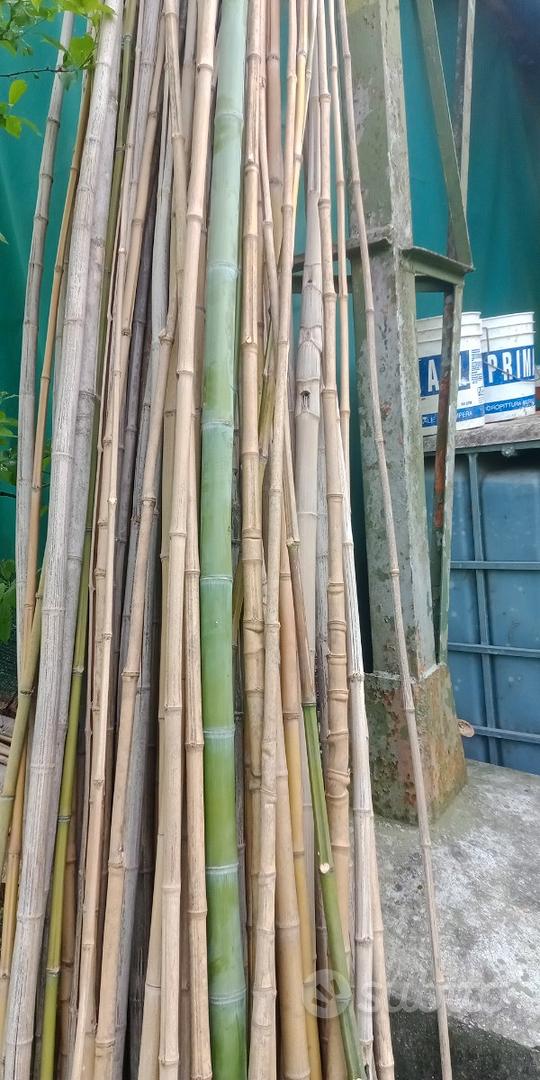 CANNE DI BAMBOO - Bambù - Giardino e Fai da te In vendita a Bergamo