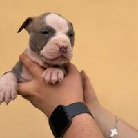 Cucciolo di pitbull blue brindle