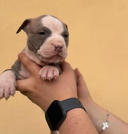 Cucciolo di pitbull blue brindle