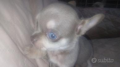 Chihuahua