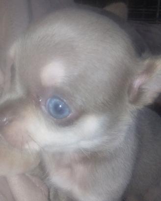 Chihuahua