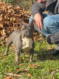 Bulldog Francese Blue