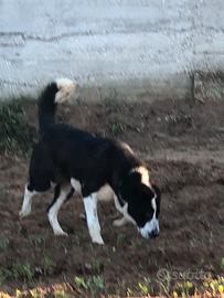 Pastore dell asia centrale