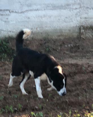 Pastore dell asia centrale