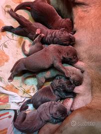 Cuccioli cane corso alta genealogia