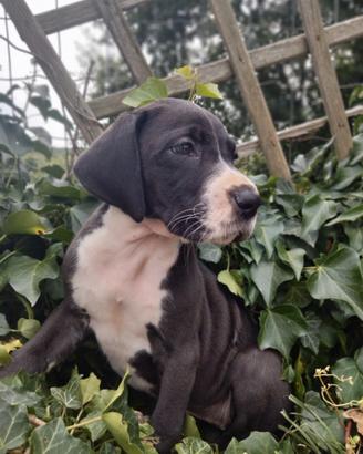 Cucciolo alano