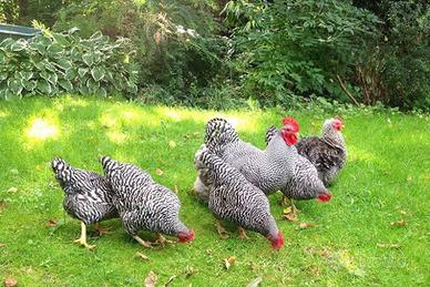 Galline ornamentali