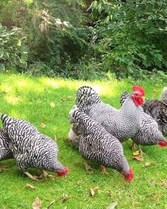 Galline ornamentali