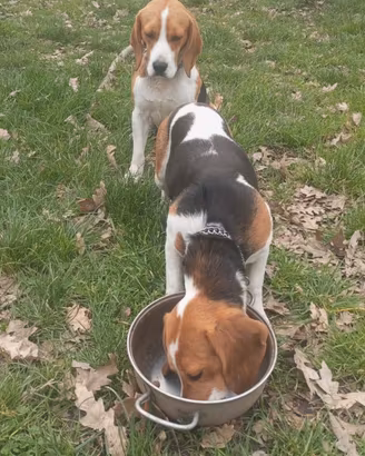 Cani da caccia