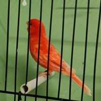 Canarino maschio rosso brinato