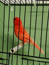 Canarino maschio rosso brinato