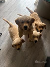 Cuccioli di Golden retriever con pedigree
