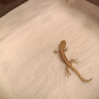 Lepidodactylus lugubris