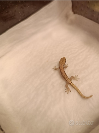 Lepidodactylus lugubris