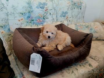 Maltipoo cucciola
