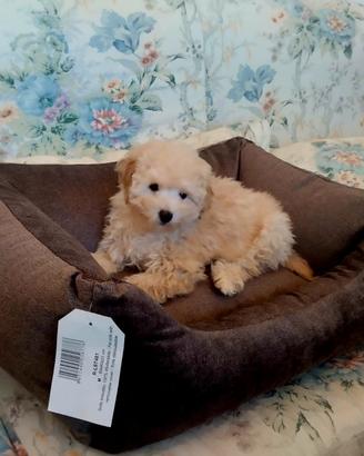 Maltipoo cucciola