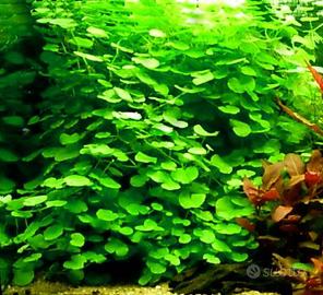 piante per laghetto e acquario ed altro