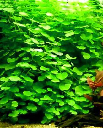 piante per laghetto e acquario ed altro