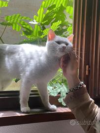 Gatto Maschio Bianco di 1 anno e mezzo