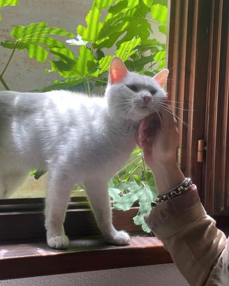 Gatto Maschio Bianco di 1 anno e mezzo