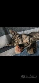 Dolcissime gattine squamine