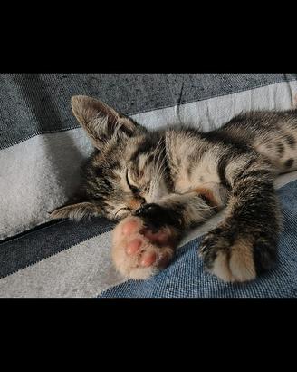 Dolcissime gattine squamine