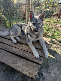 Cucciola Lupa cecoslovacca