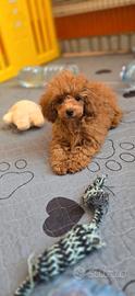 Barboncina mini toy