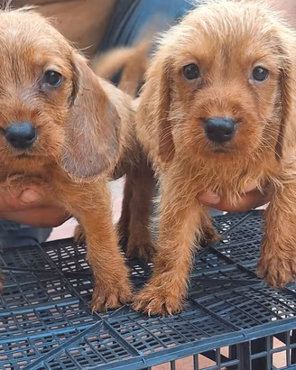 cane da caccia 