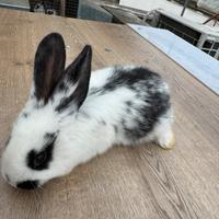 Conigli incroci da carne