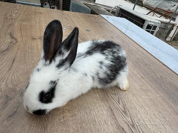 Conigli incroci da carne