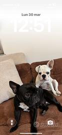 Accoppiamento bull dog francese bianco con pedigre