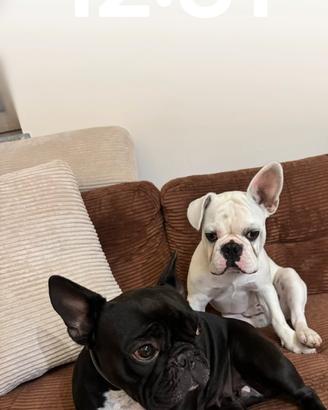 Accoppiamento bull dog francese bianco con pedigre