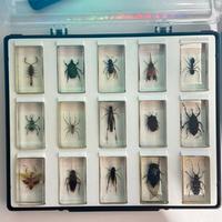 COLLEZIONE VINTAGE DI 40 INSETTI DA TUTTO IL MONDO