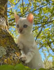 Cuccioli di gatto Bengala