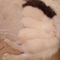 Nuova cucciolata angora turco