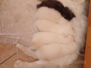 Nuova cucciolata angora turco